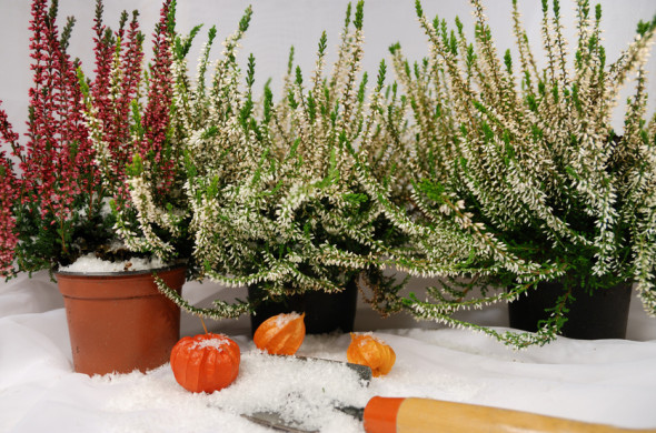 Winterharte pflanzen balkon sichtschutz: bambus als sichtschutz f ...
